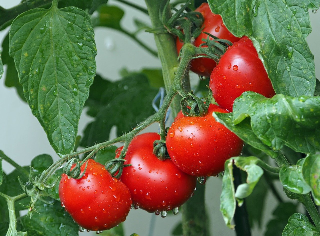トマトの苗選びについて サクの家庭菜園日誌