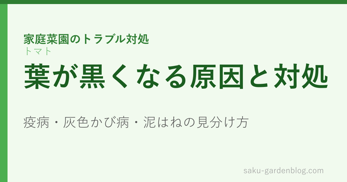 トマトの葉が黒くなる原因と対処(疫病・灰色かび病・泥はね)