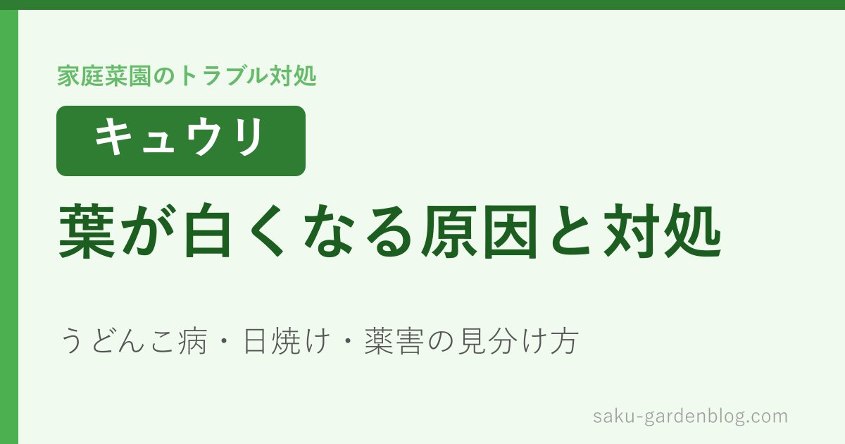 キュウリの葉が白くなる原因と対処(うどんこ病・日焼け・薬害)
