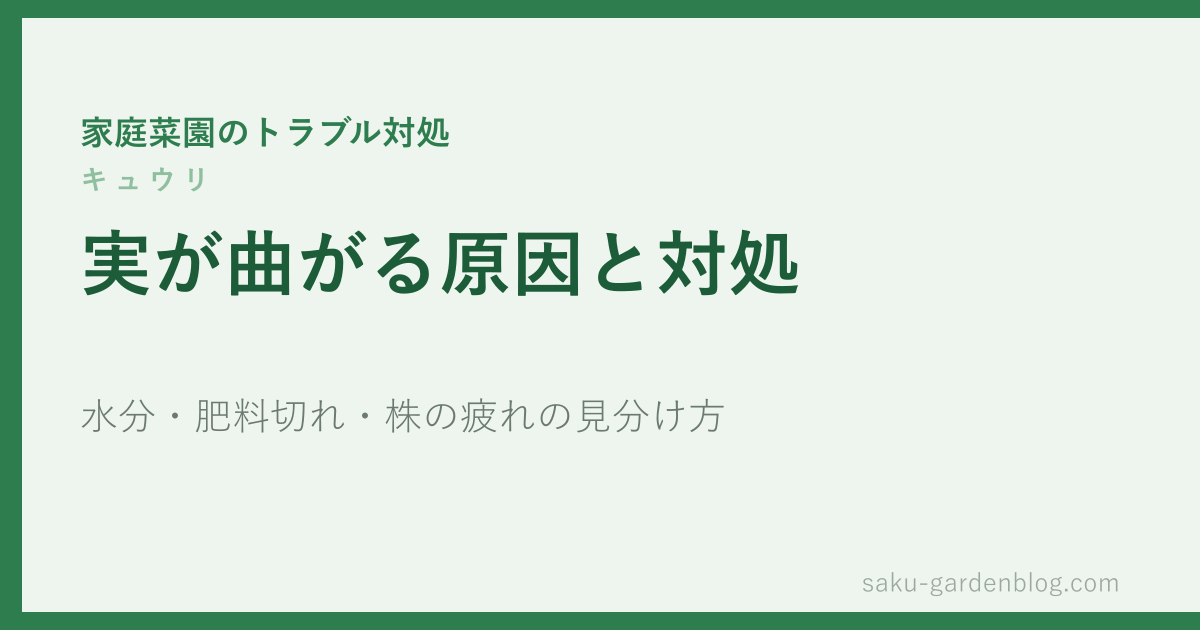 キュウリの実が曲がる原因と対処