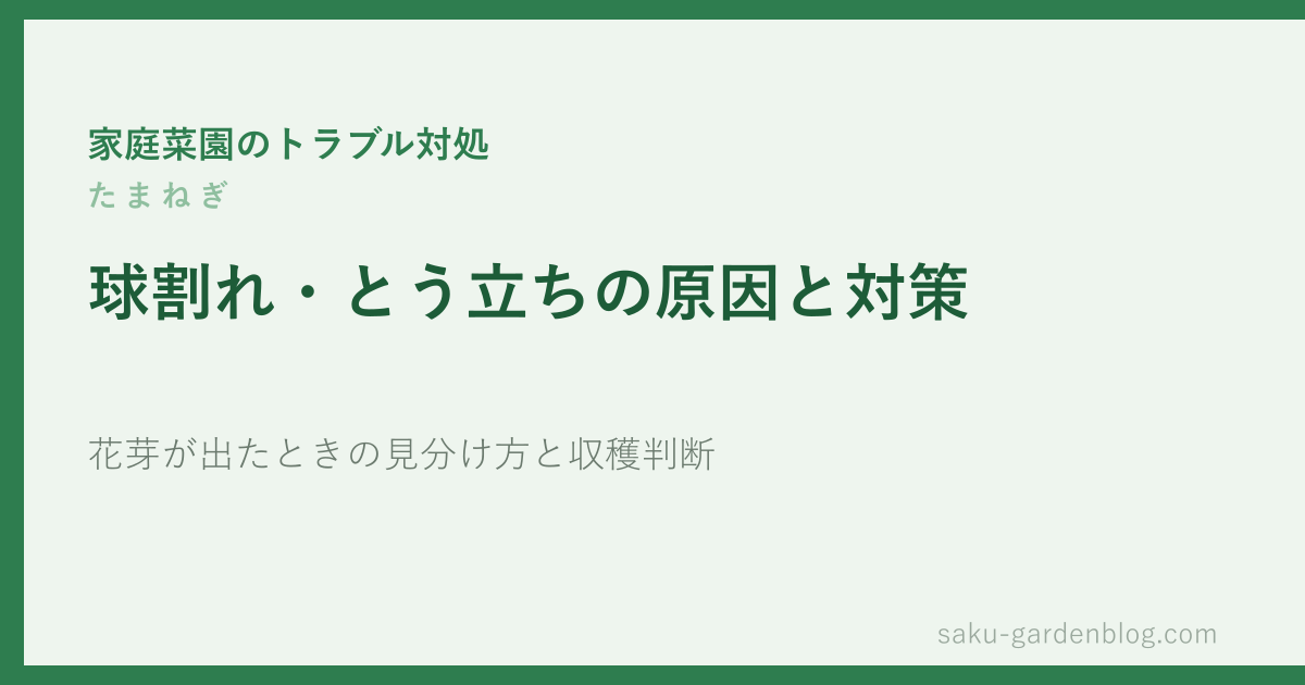 たまねぎの球割れ・とう立ちの原因と対策