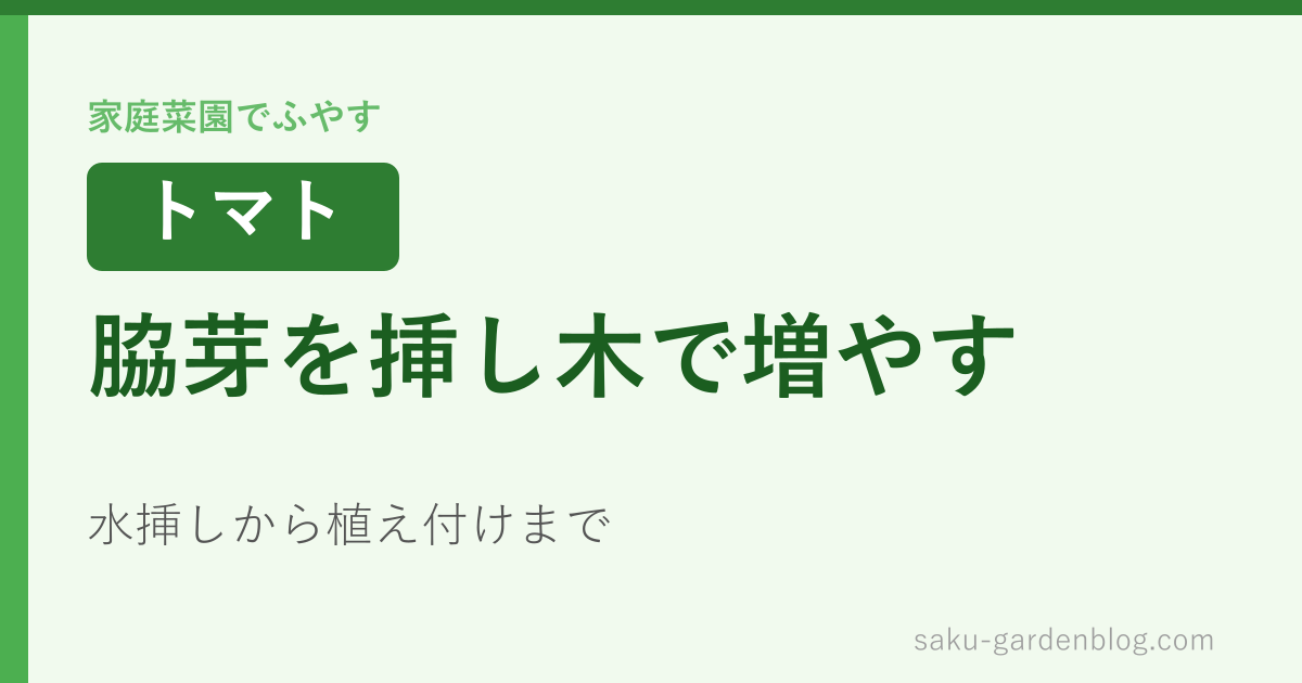 トマトの脇芽を挿し木で増やす方法（水挿しから植え付けまで）