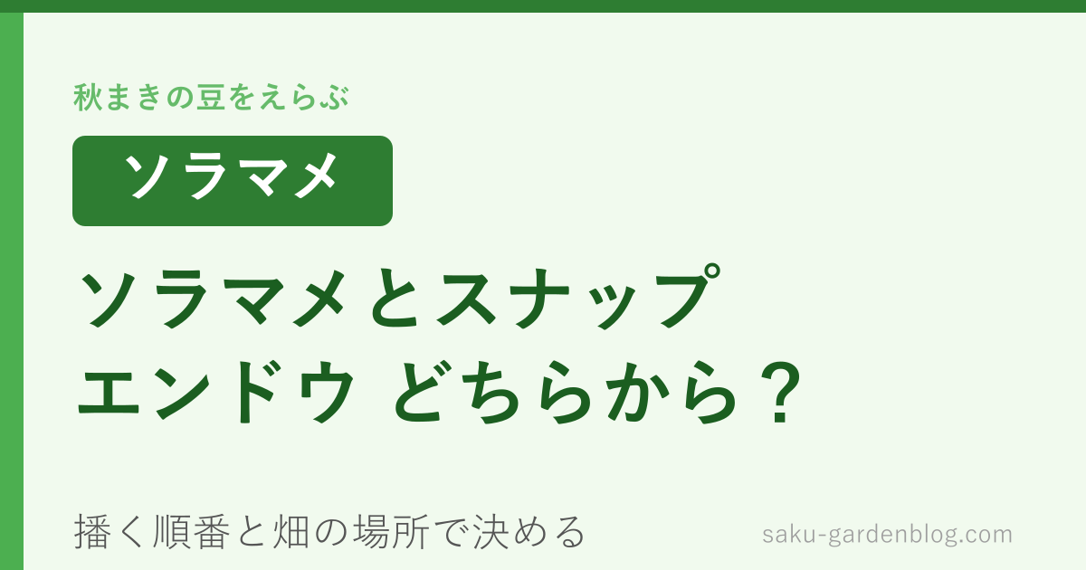 ソラマメとスナップエンドウ、秋にどちらから播く？