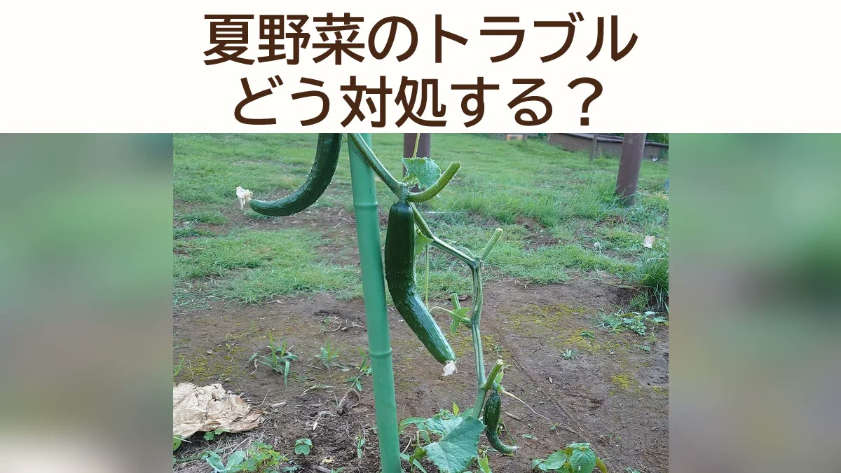 夏野菜のトラブルと対処方法