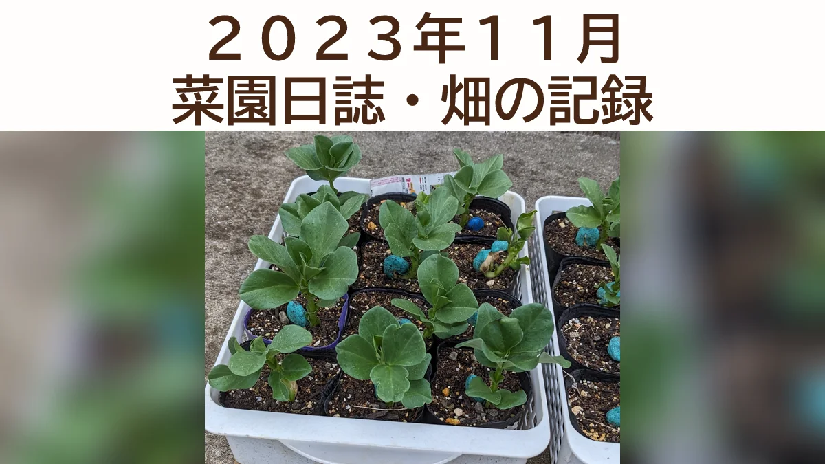 ２０２３年１１月「菜園日誌」