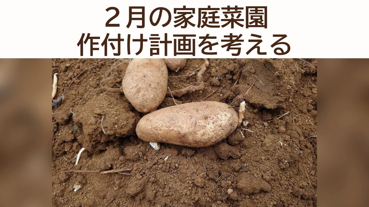 ２月の家庭菜園「計画２」