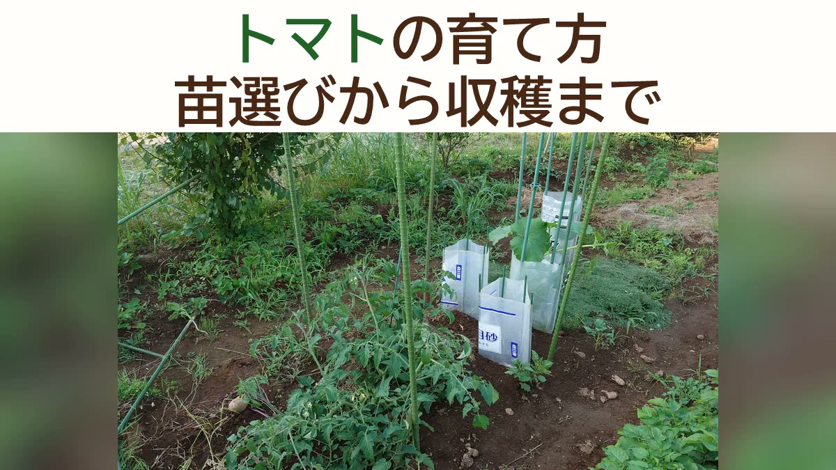 トマトの育て方｜苗の選び方から収穫まで失敗しないコツを初心者向けに完全解説