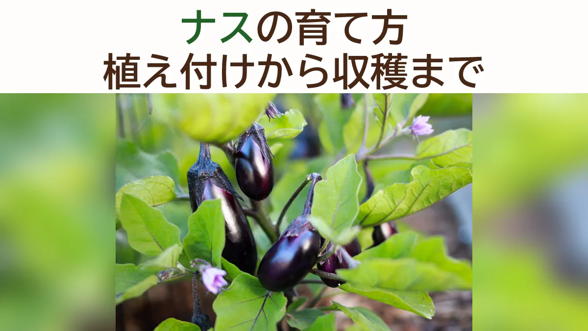 ナスの育て方｜苗の植え付けから収穫まで完全ガイド【2026年版】