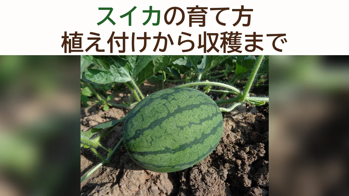 スイカの育て方｜小玉スイカの着果・鳥よけ・収穫の見極め