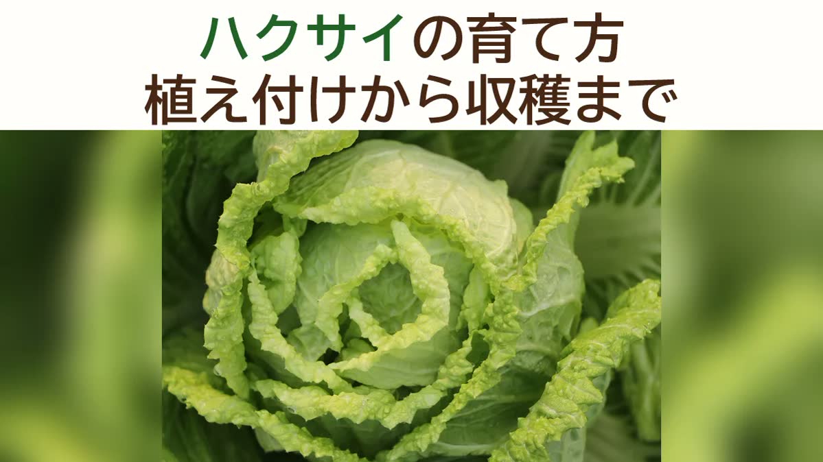ハクサイの育て方｜初心者でも失敗しない完全ガイド【2026年最新版】