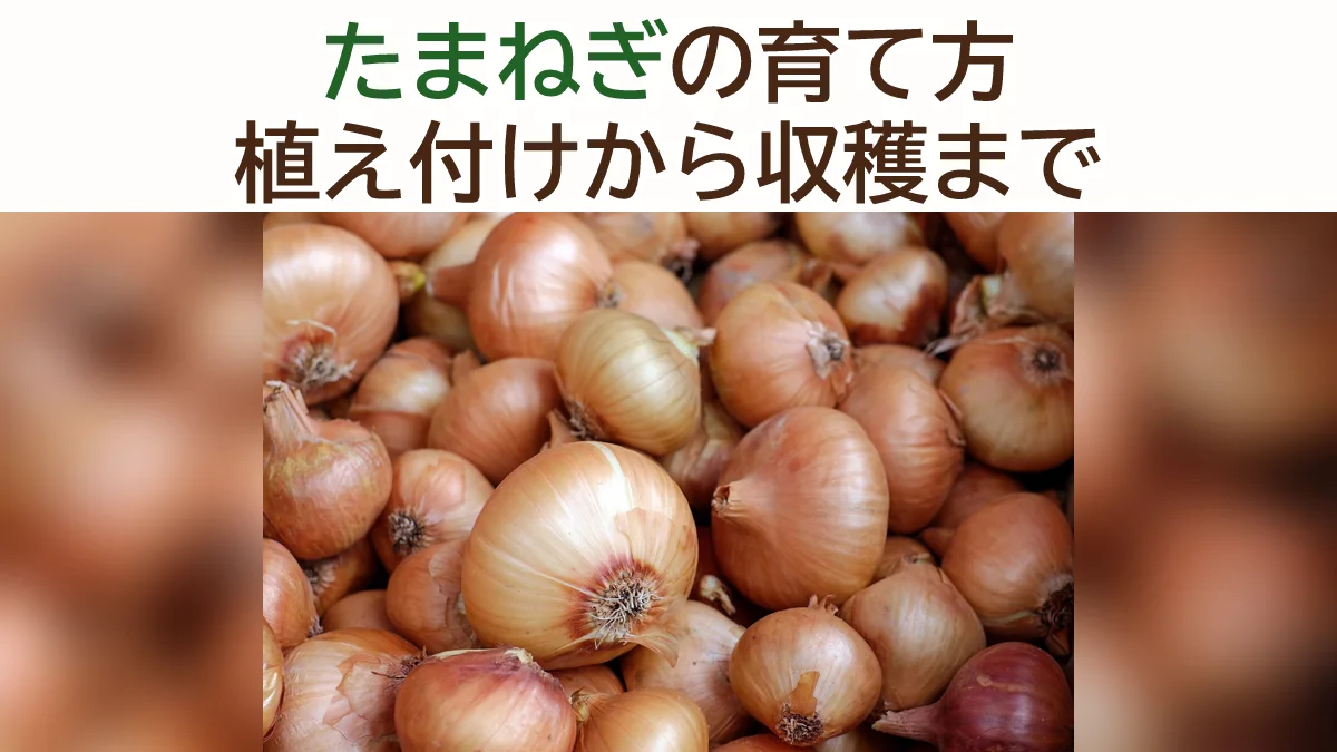 たまねぎの育て方｜苗の植え付け・冬越し・収穫保存までの完全ガイド
