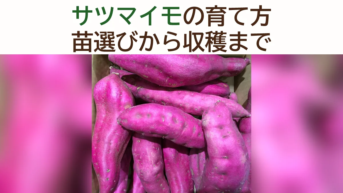 サツマイモの育て方｜苗選び・植え付け・つる管理・収穫までの完全ガイド