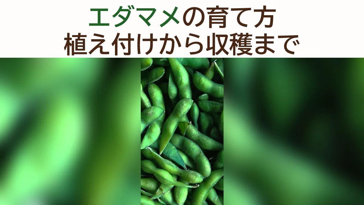 エダマメの育て方｜初心者でも失敗しない完全ガイド【2026年最新版】