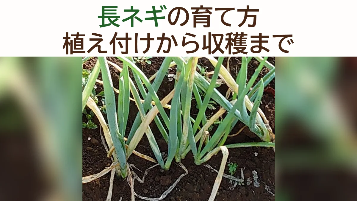 長ネギの育て方｜こまめな土寄せで白い部分を伸ばす管理の流れ