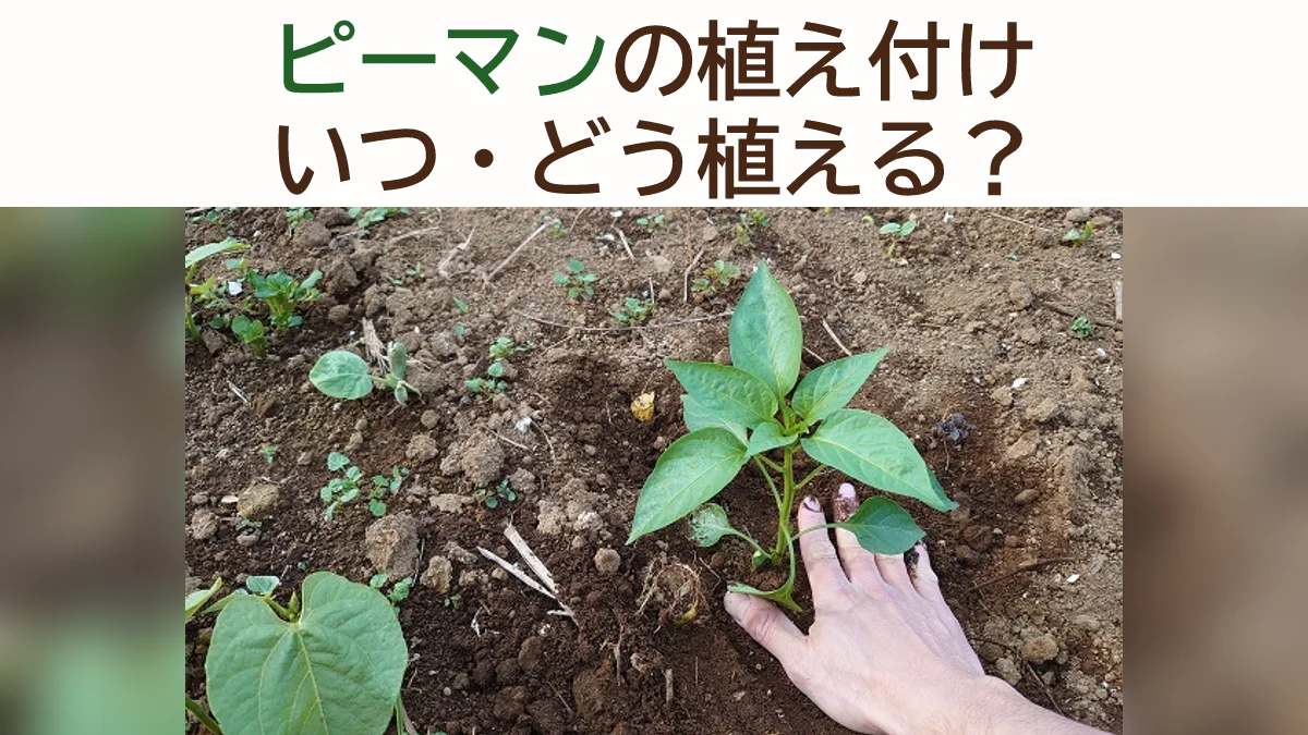 ピーマンの植え付け方法｜時期・株間・支柱立て・一番花の処理まで初心者向けに解説