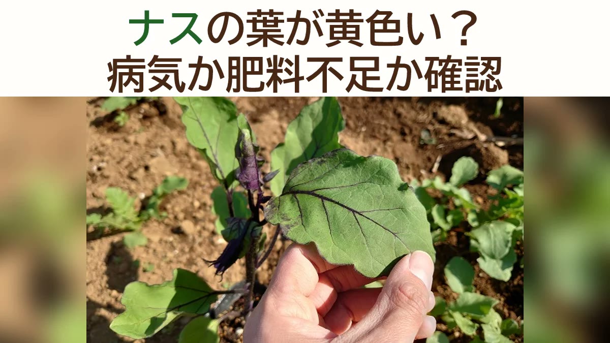 ナスの葉っぱが黄色い…病気？それとも肥料不足？原因の見分け方