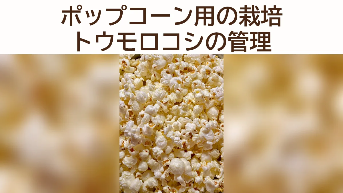 ポップコーン用トウモロコシの育て方｜植え付け後の管理と収穫まで