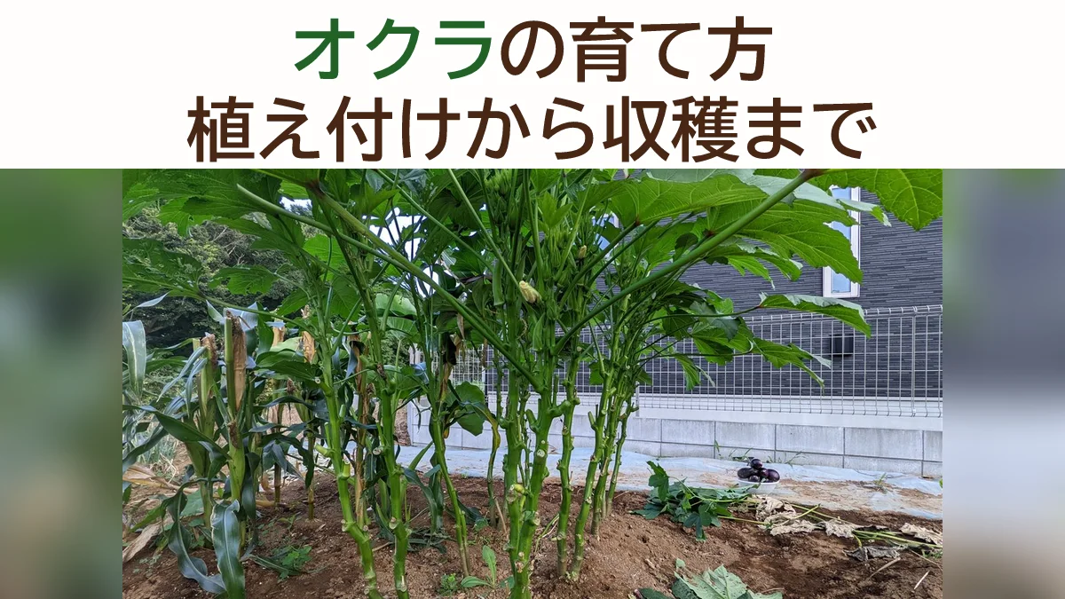 オクラの育て方｜種まき・定植・収穫まで失敗しないコツを解説