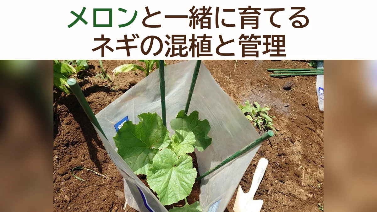メロンのコンパニオンプランツ｜ネギの混植と植え付け後の管理ポイント