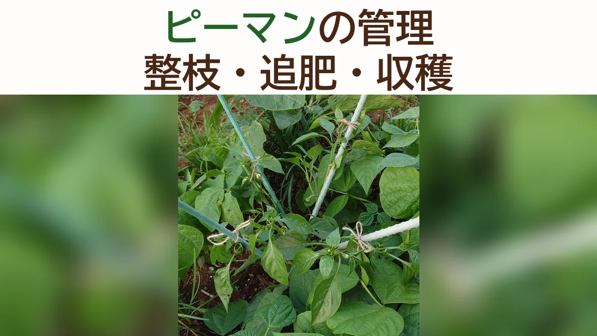 ピーマンを植えた後の管理｜整枝・追肥・収穫のコツを順番に解説