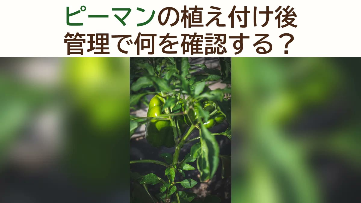 ピーマン栽培の流れ｜植え付け後の管理・追肥・収穫まで