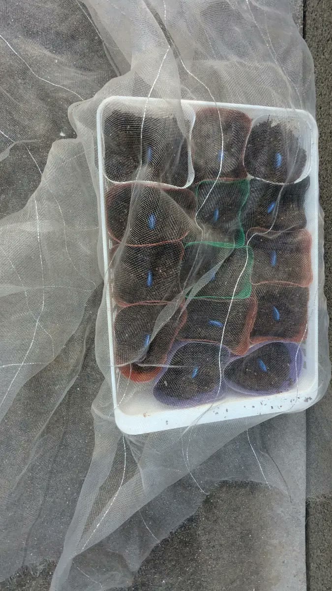 そら豆の種をまいた育苗ポットをトレーごと網で覆った様子